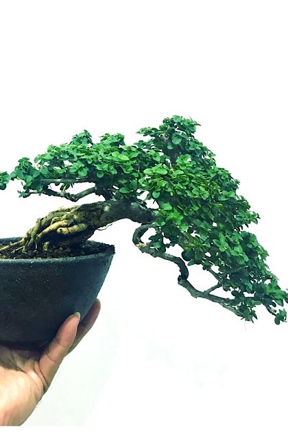 Chinese Penjing in Singapore