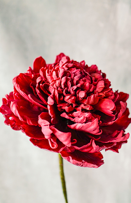 Create Your Own Edible Flower - Peony