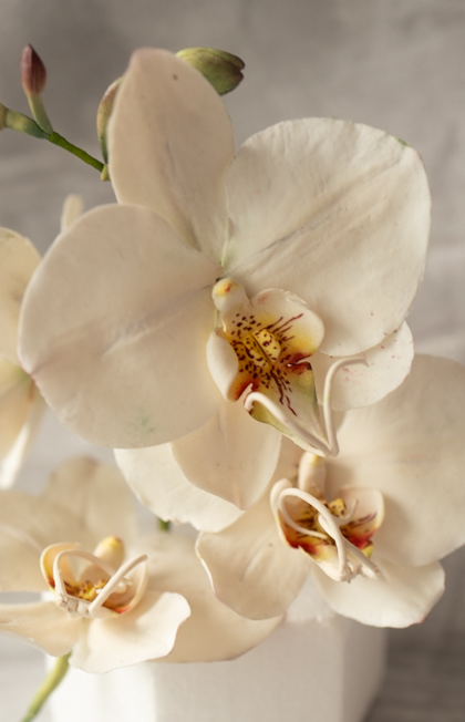 Create Your Own Edible Tropical Flowers - Phalaenopsis Orchid